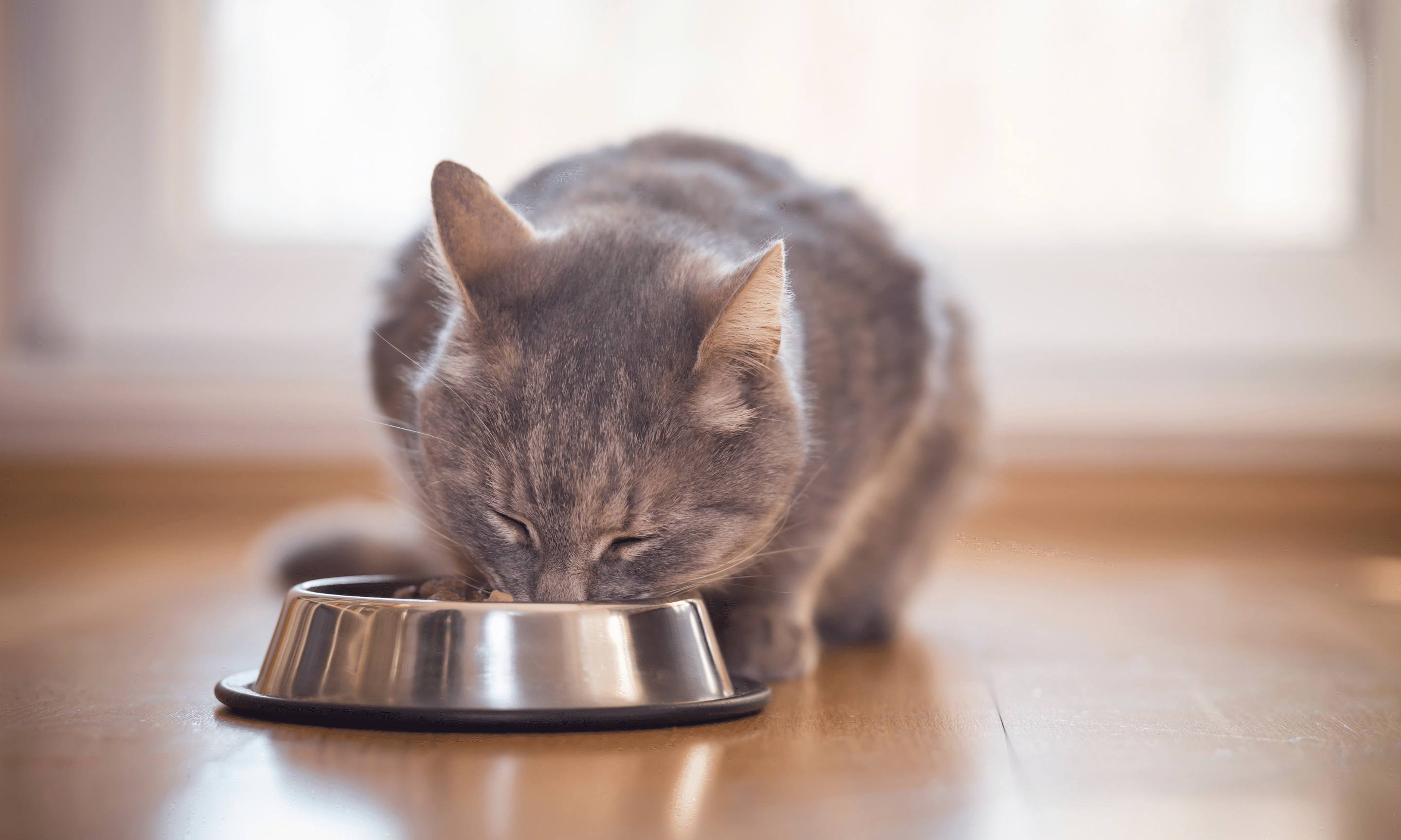 Kedinizi Besleme Konusunda Bilmeniz Gerekenler